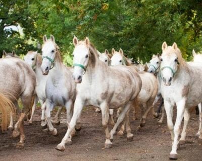 (4.) Lipica Eslovenia