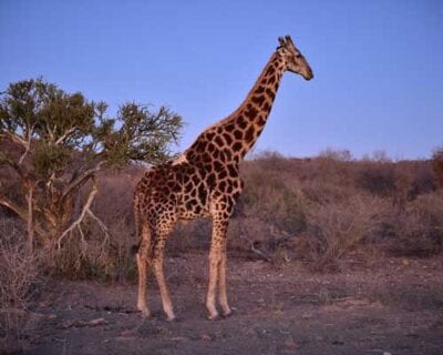 Madikwe República de Sudáfrica