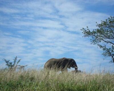 Madikwe República de Sudáfrica