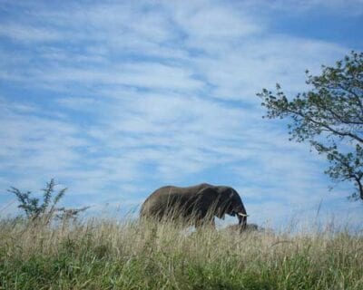 Madikwe República de Sudáfrica