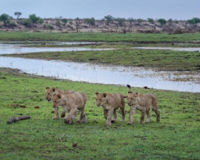 Makgadikgadi Pans Parque Nacional Botswana