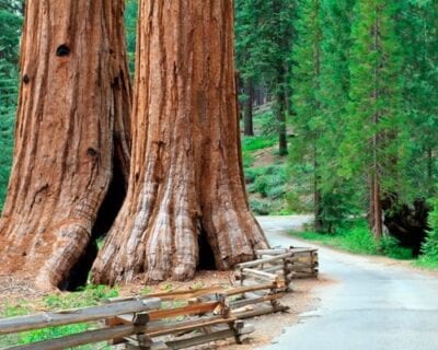 Mariposa CA Estados Unidos