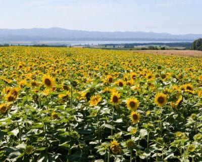 (3.) Memanbetsu Japón