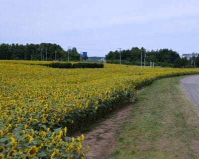 (1.) Memanbetsu Japón