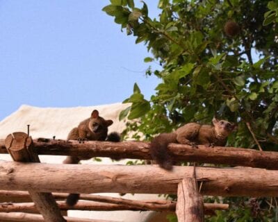 (2.) Nungwi Tanzania