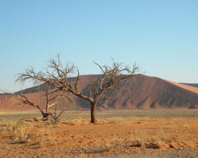 Okazizi Namibia