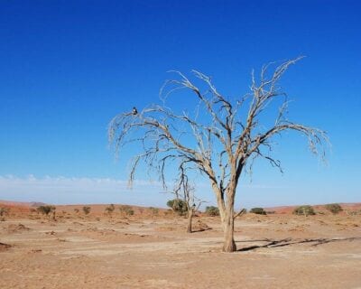 Okazizi Namibia