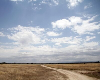 Ol Pejeta Kenia