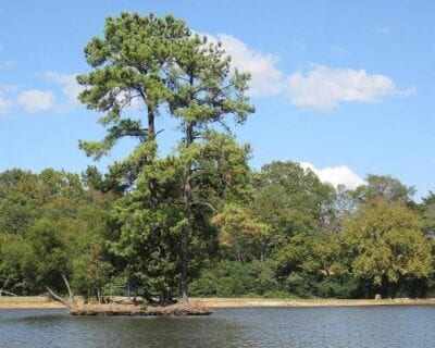 (1.) Olive Branch MS Estados Unidos