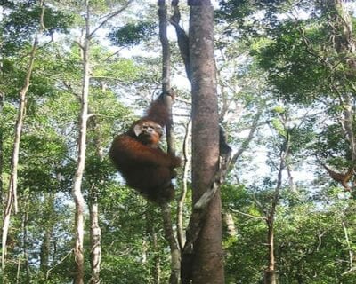 Pangkalan Bun Indonesia