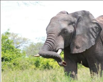 Parque nacional Ruaha Tanzania