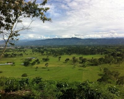 (1.) Pitalito Colombia