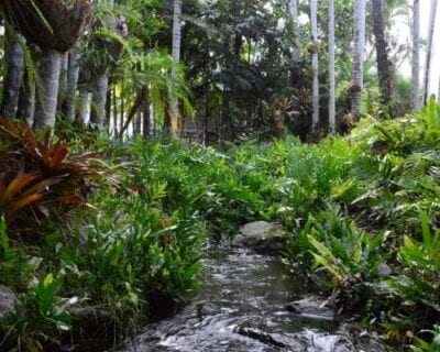 Port Douglas (Craigle) Australia