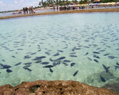 Porto de galinhas Brasil