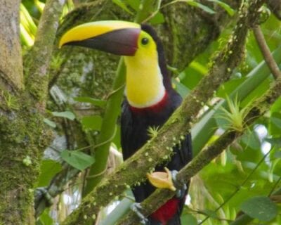 Puerto Viejo Sarapiqui Costa Rica