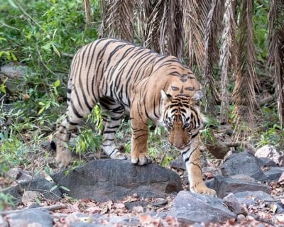 (1.) Ranthambore Parque Nacional India