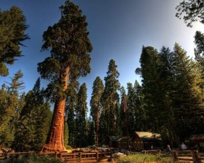 (2.) Redwood: Parque Nacional CA Estados Unidos