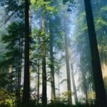 Redwood: Parque Nacional CA Estados Unidos