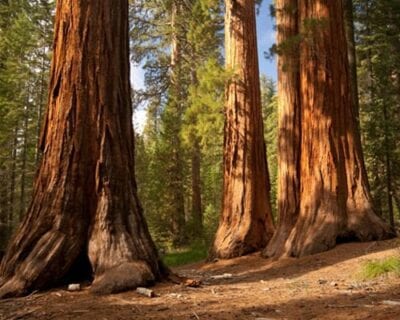 (3.) Redwood: Parque Nacional CA Estados Unidos