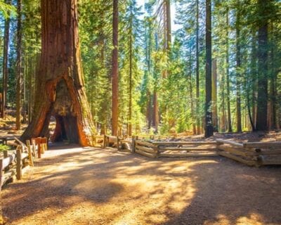 (4.) Redwood: Parque Nacional CA Estados Unidos