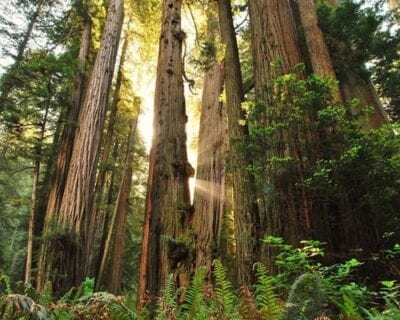 (5.) Redwood: Parque Nacional CA Estados Unidos