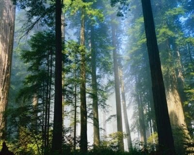 (1.) Redwood: Parque Nacional CA Estados Unidos
