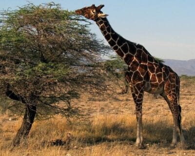 Reserva nacional de Samburu Kenia