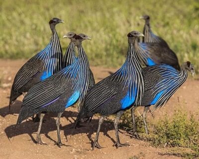 Reserva nacional de Samburu Kenia