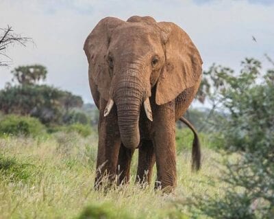Reserva nacional de Samburu Kenia
