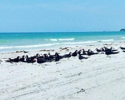 (2.) St. Pete Beach FL Estados Unidos