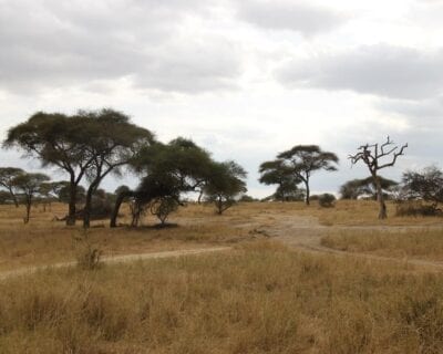 (2.) Tarangire National Park Tanzania