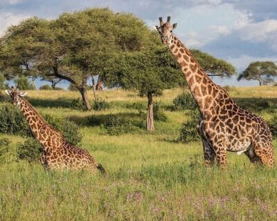 (3.) Tarangire National Park Tanzania