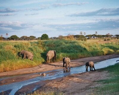 (1.) Tarangire National Park Tanzania