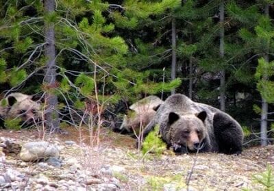 Valemount Canadá