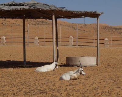 Wahiba Sands Omán