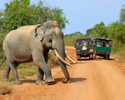 Yala National Park Sri Lanka