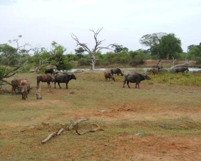 Yala National Park Sri Lanka