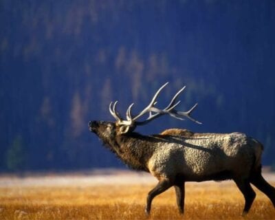 (3.) Yellowstone Parque Nacional WY Estados Unidos