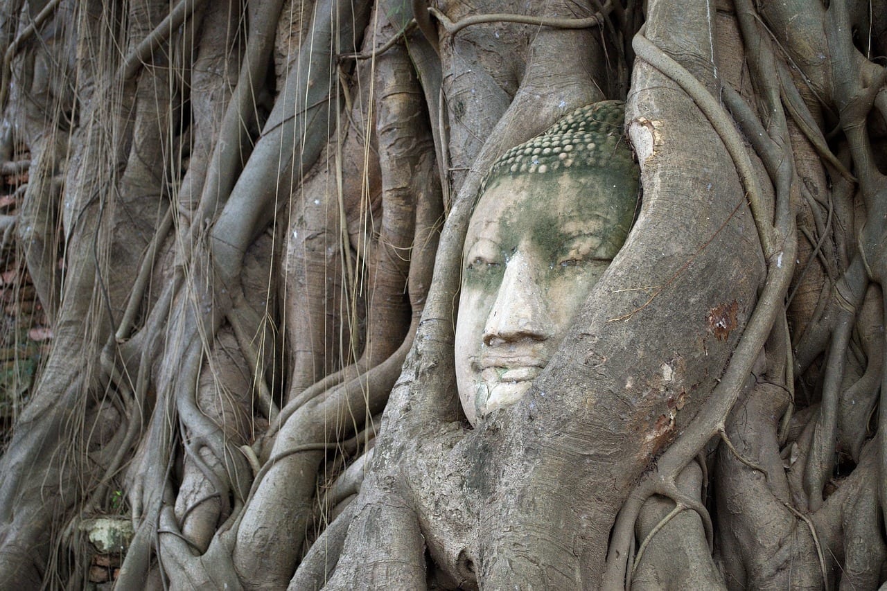 Cabeza Del Dios árbol De Bodhi Ayutthaya Tailandia