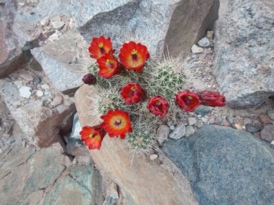 Cactus en flor en el Gran Cañón Gran Cañón AZ Estados Unidos