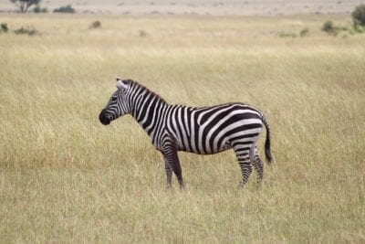 Cebra áfrica Serengeti Tanzania