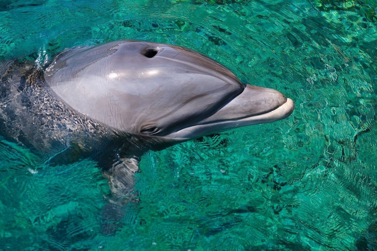 Delfín Eilat Israel Israel