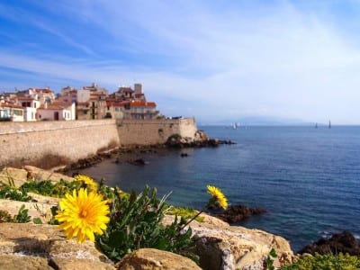 Diente De León Antibes Riviera Francés Francia