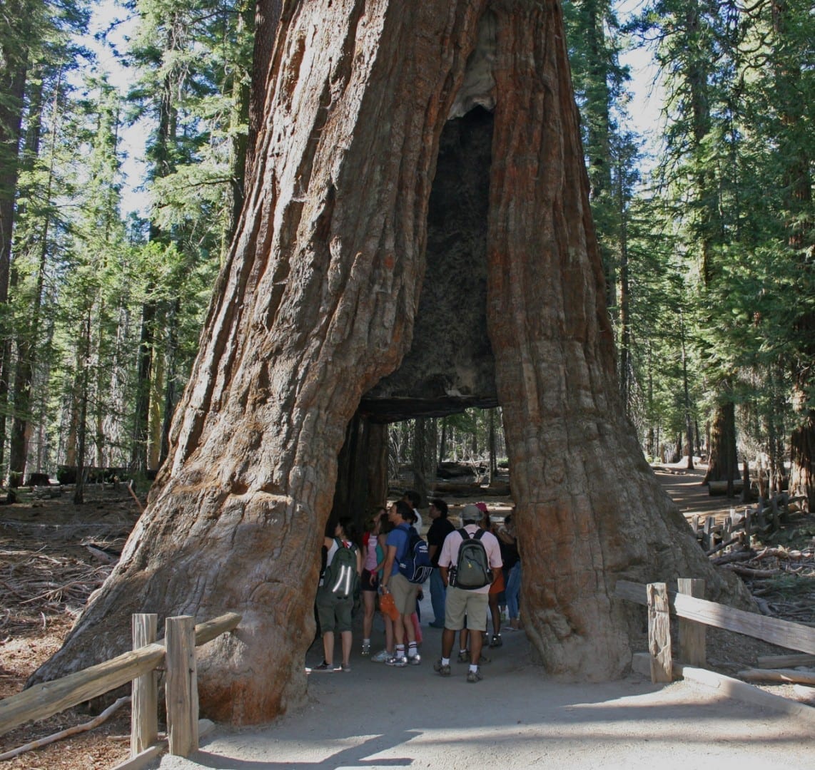 El árbol California Tunnel en Mariposa Grove. Yosemite Parque Nacional CA Estados Unidos