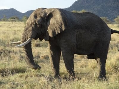 Elefante Serengeti Puesta Del Sol Tanzania