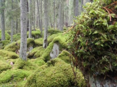 Fiby Urskog no ha sido tocado por manos humanas durante siglos. Uppsala Suecia