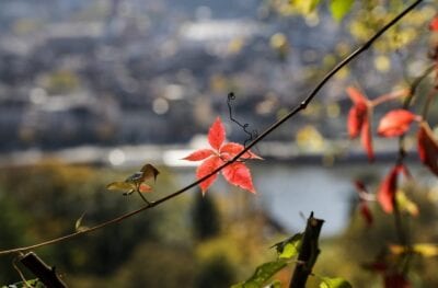 Heidelberg El Otoño Punto De Vista Alemania