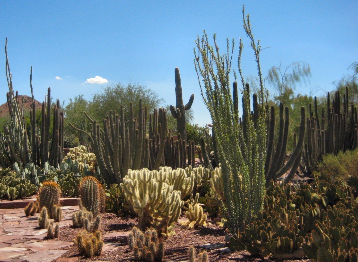 Jardines Botánicos del Desierto Phoenix AZ Estados Unidos