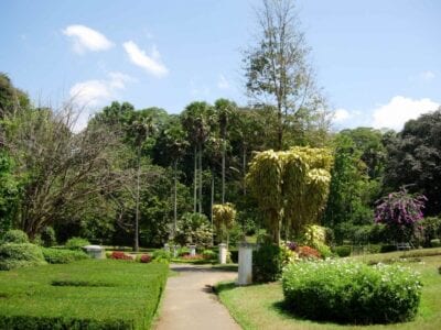 Jardín Botánico de Peradeniya Kandy Sri Lanka