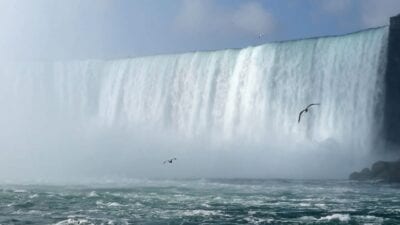 Las Cataratas Del Niágara Cascada Aves Canadá